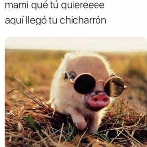 Meet your Posher, Bernice